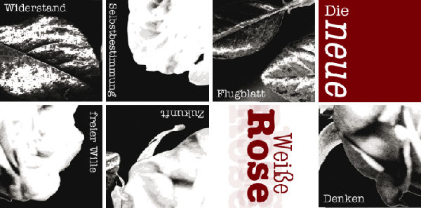 flyer-1-weisse-rose