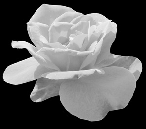 weiße-rose-i