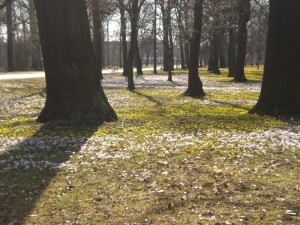 Blütenteppich