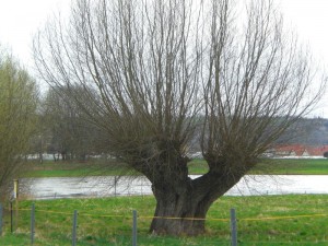 Knorrige Weide