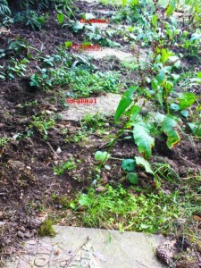 Garnisonfriedhof Nordflügel in desolatem Zustand