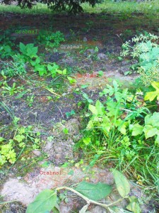 Garnisonfriedhof, Nordflügel in desolatem Zustand